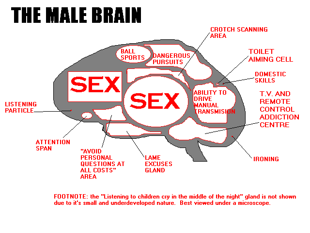 The Male Brain